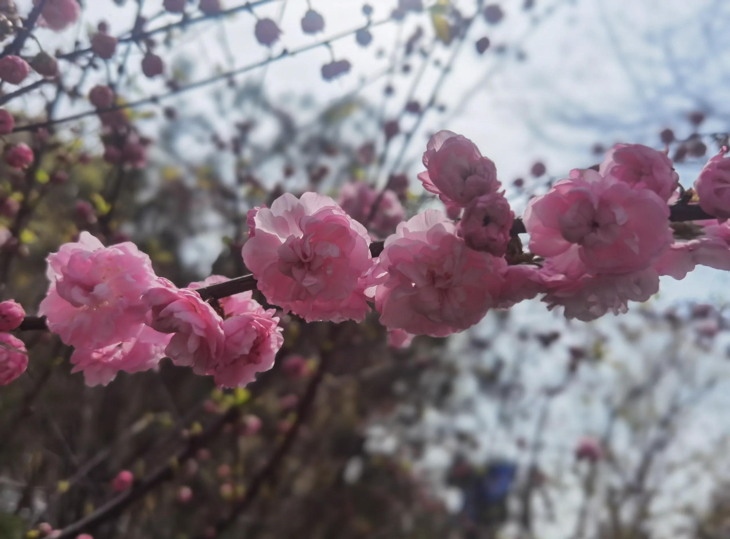 乐府双壁是指(乐府双壁是指谁和谁?) 乐府双壁是指(乐府双壁是指谁和谁?)