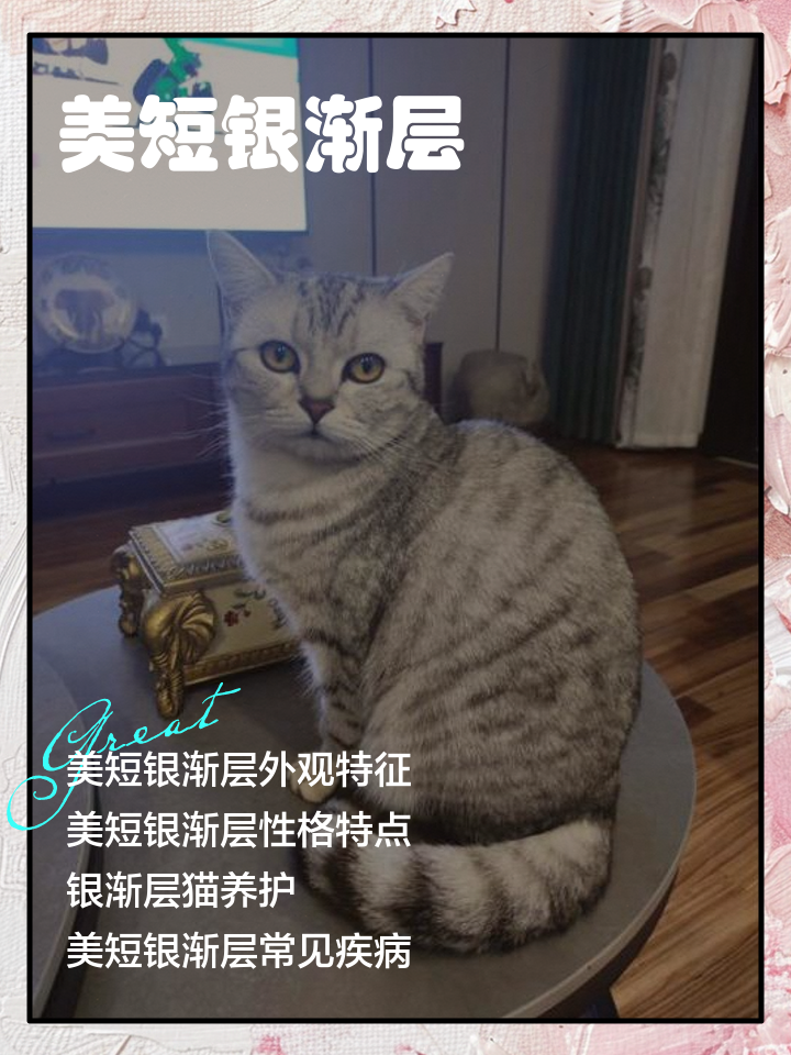 银渐层寿命(银渐层活几年)