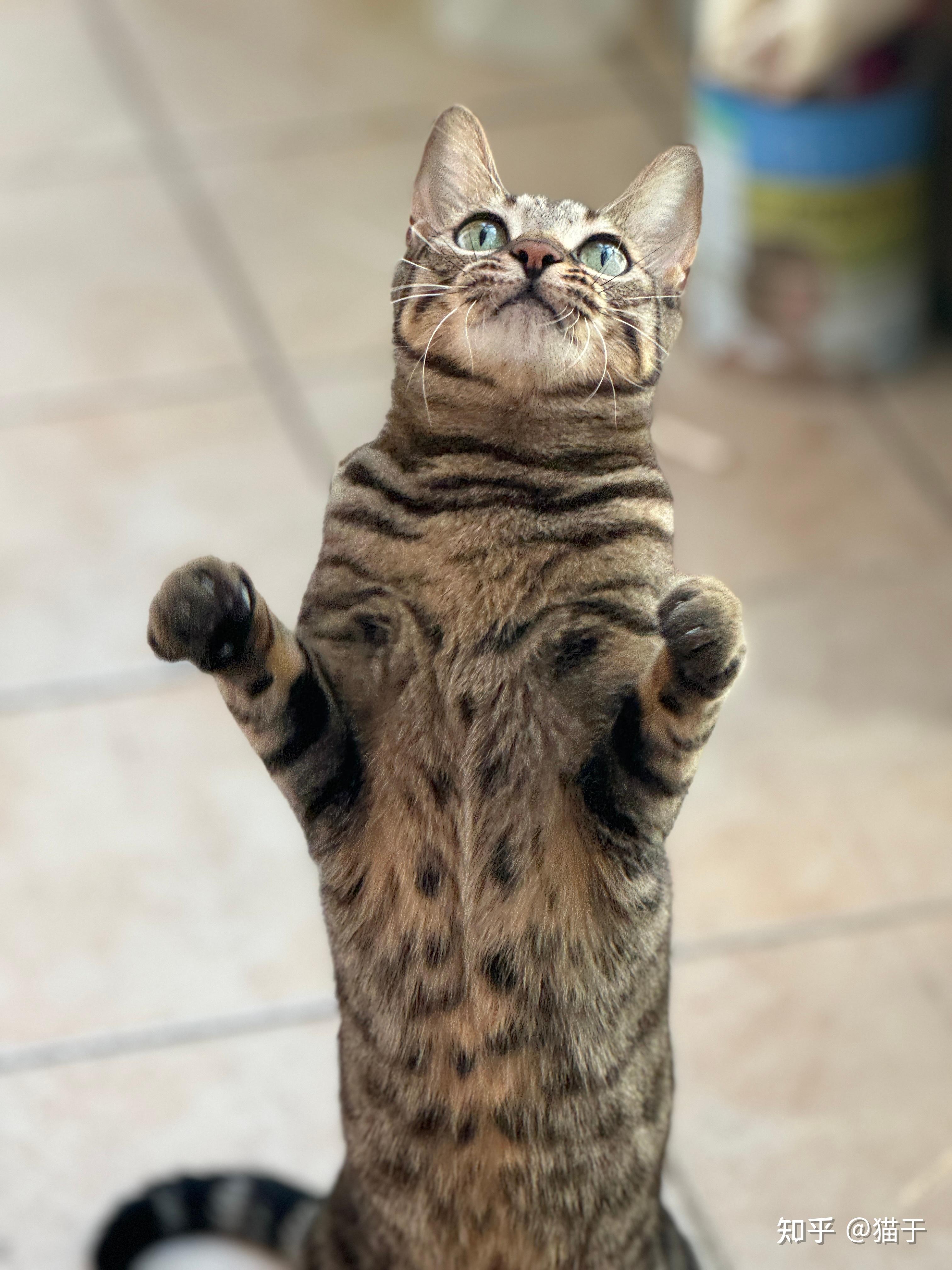 狸花猫的优点与缺点(狸花猫聪明到什么程度) 狸花猫的优点与缺点(狸花猫聪明到什么程度)
