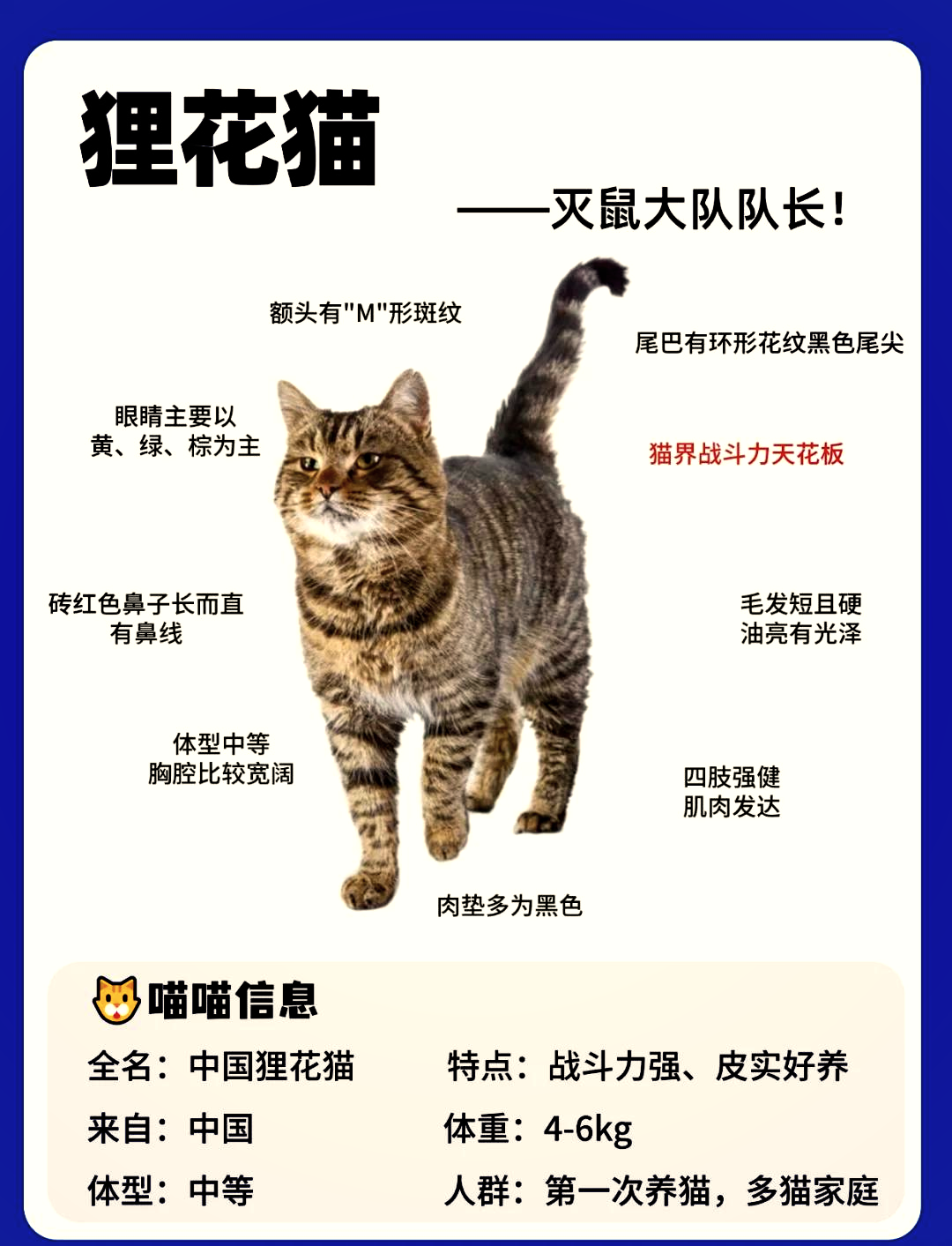 狸花猫的优点与缺点(狸花猫聪明到什么程度) 狸花猫的优点与缺点(狸花猫聪明到什么程度)