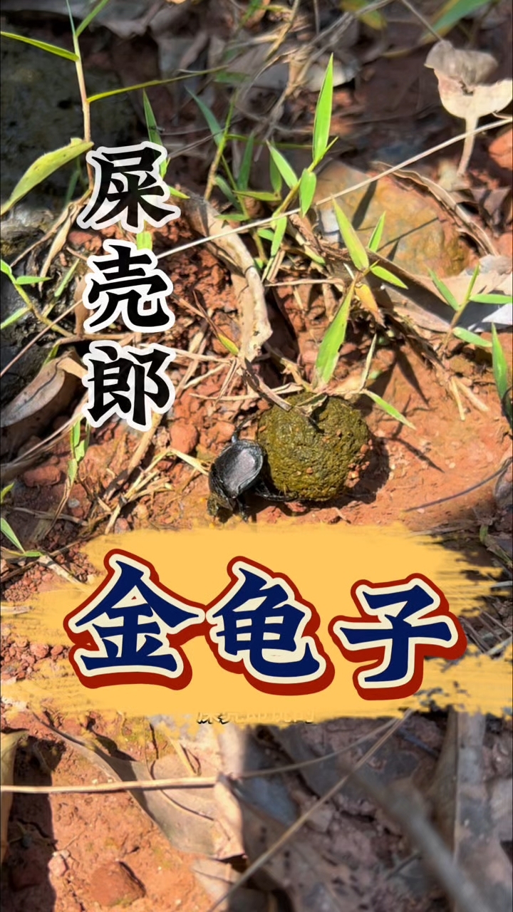 金色粪金龟(金色粪金龟怎么获取) 金色粪金龟(金色粪金龟怎么获取)