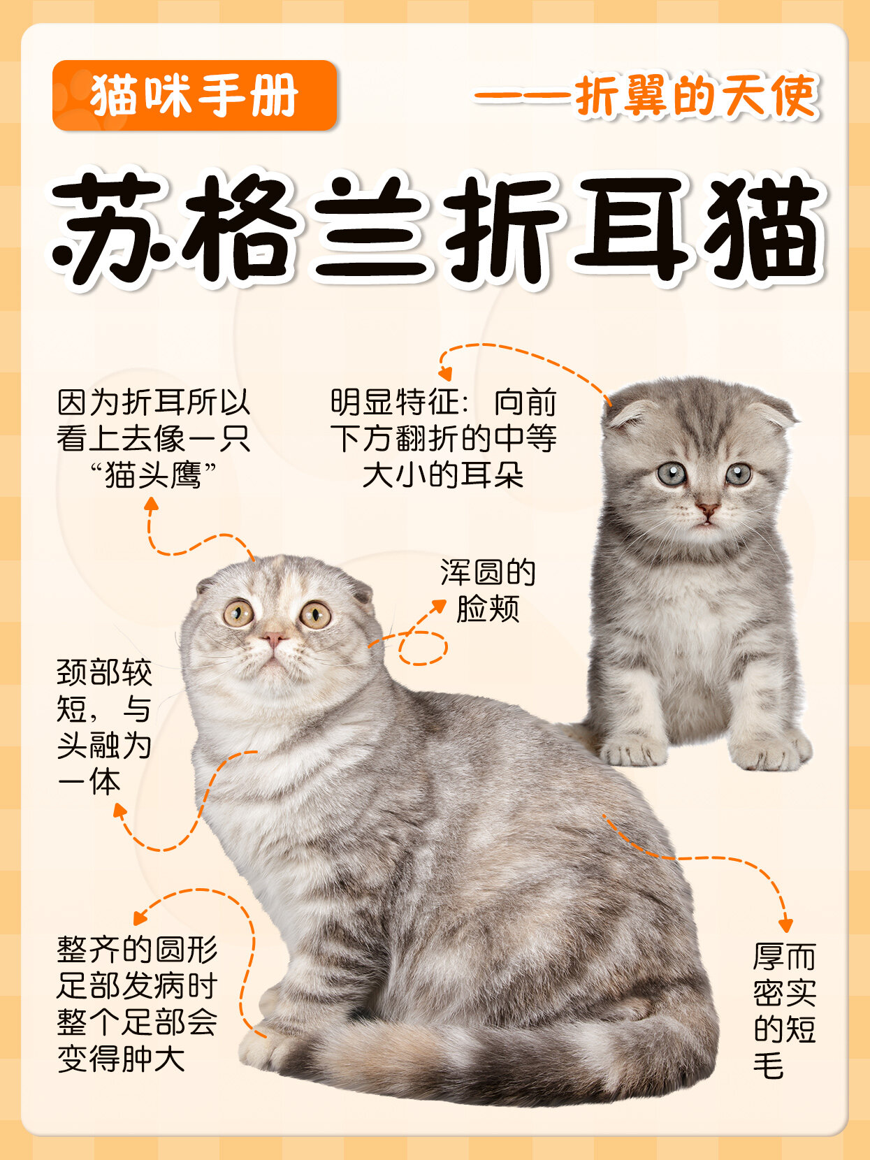 折耳猫发病后能活多久(折耳猫发病后会越来越严重吗)