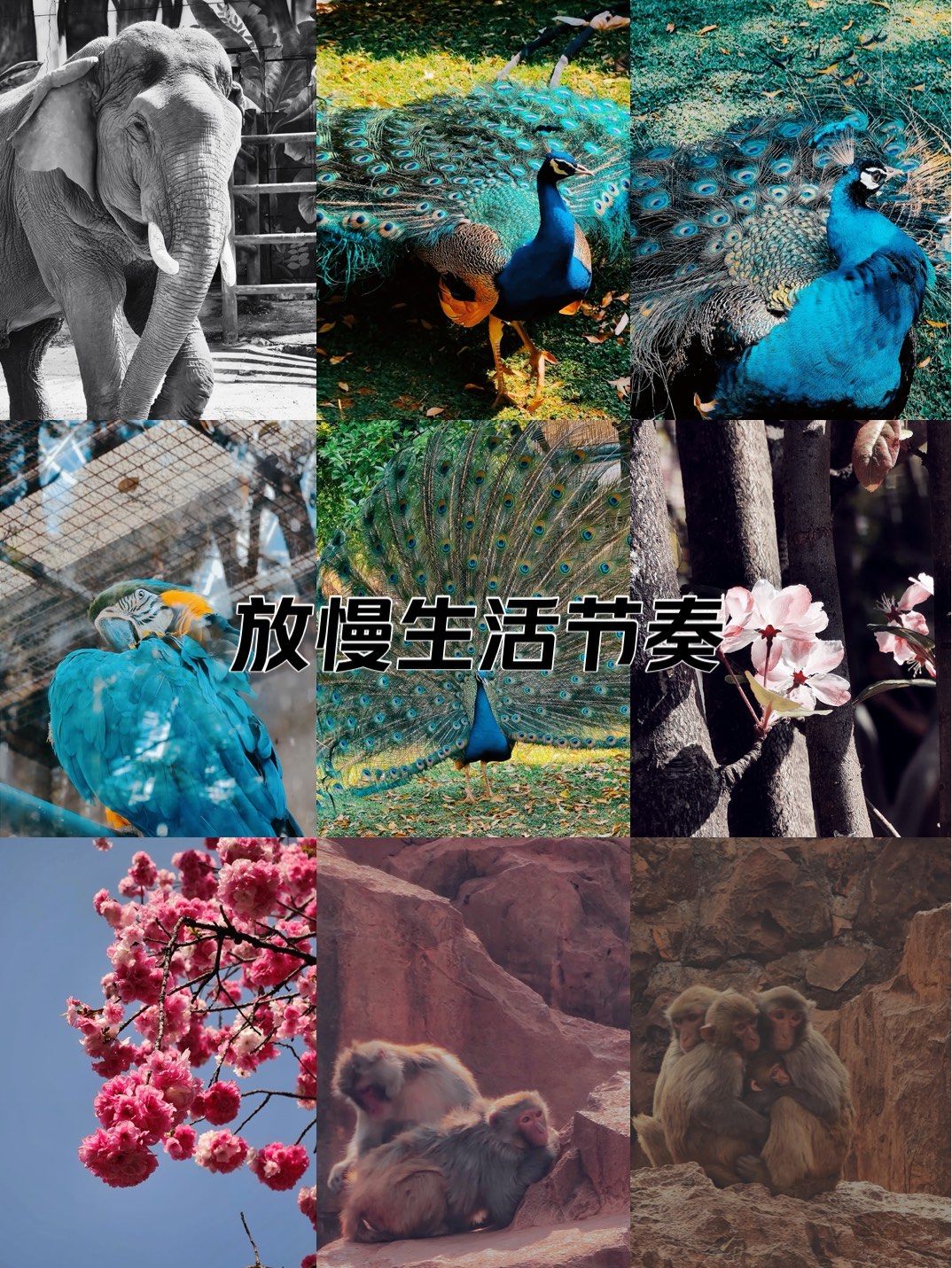 孔雀收屏打一人名(孔雀收屏猜一个历史人物) 孔雀收屏打一人名(孔雀收屏猜一个历史人物)