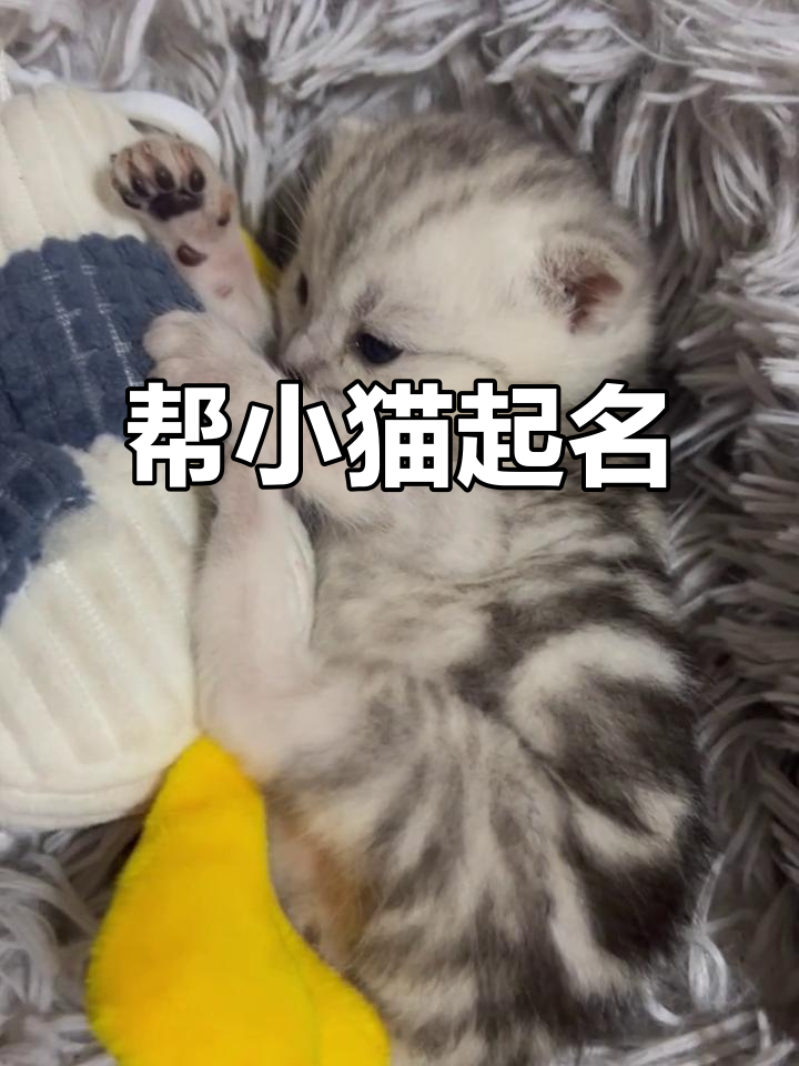 小猫名字(小猫名字 可爱 宠物 吉利)