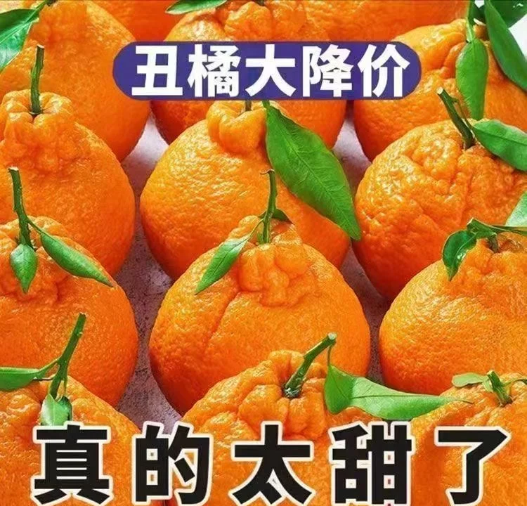 丑橘是热性还是凉性的(丑橘是热性还是凉性的水果) 丑橘是热性还是凉性的(丑橘是热性还是凉性的水果)