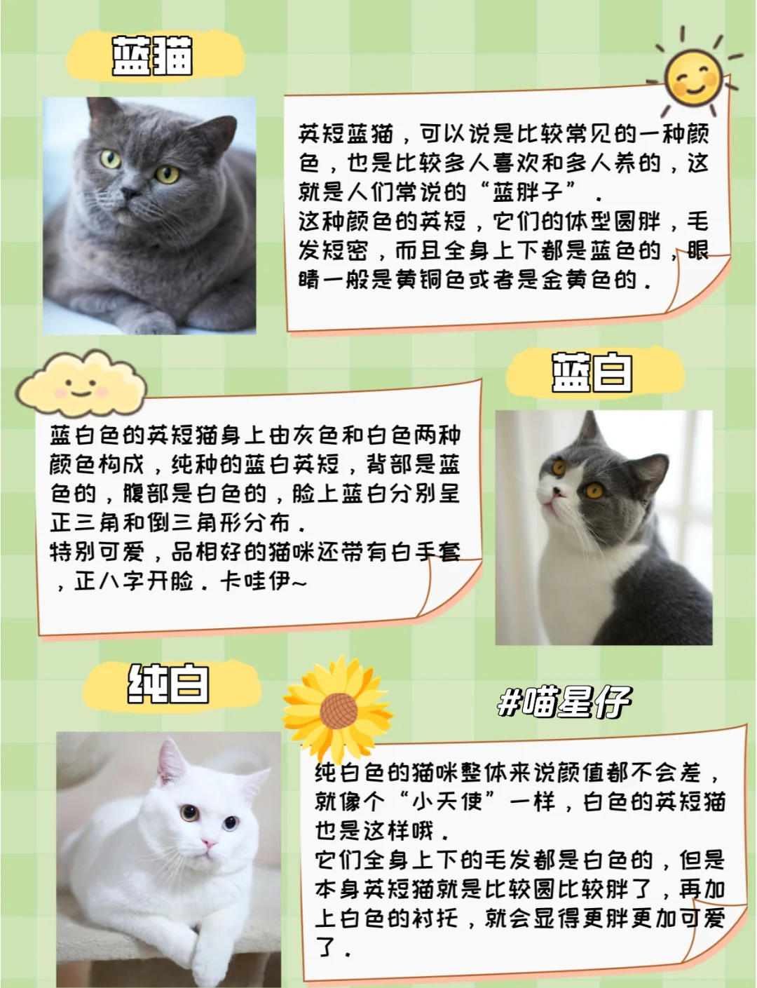 宠物猫价格一览表(宠物猫价格一览表2024)