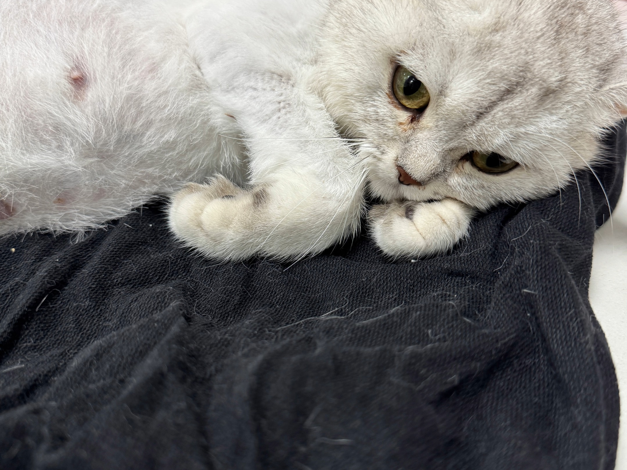 猫难产(猫难产会死吗)