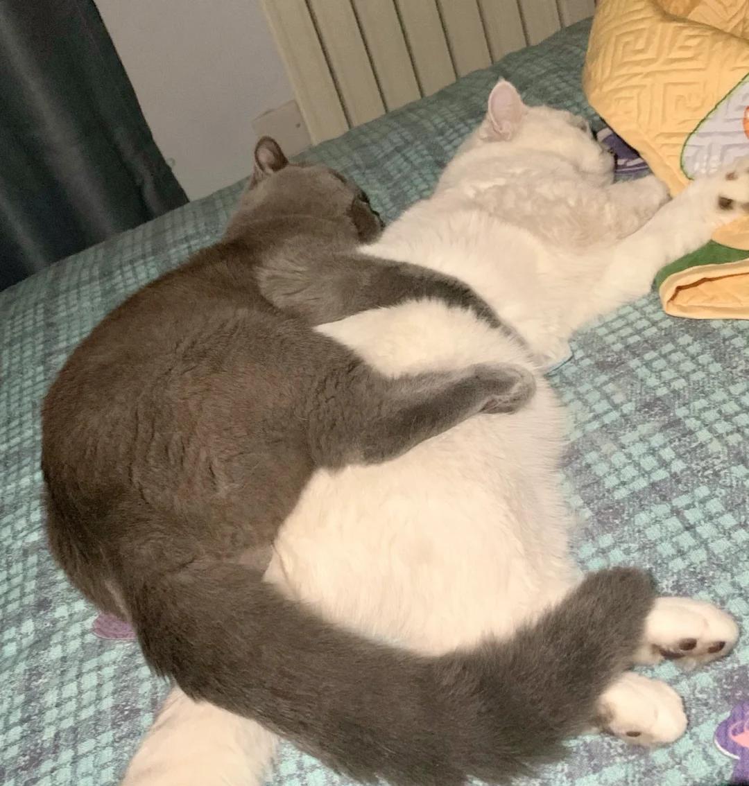 猫咪交配(猫咪交配多久能确定怀孕)