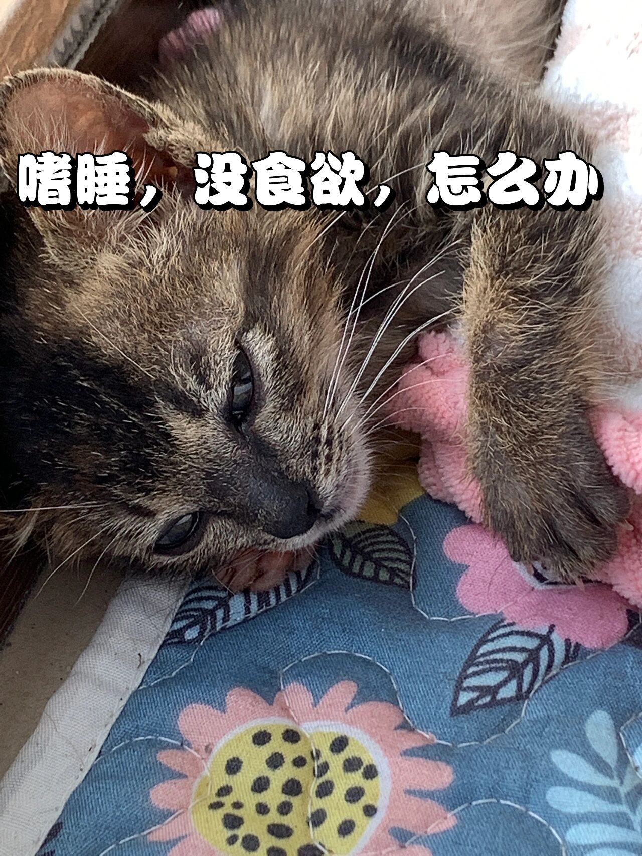 猫突然不吃东西没精神(猫突然不吃东西没精神拉稀怎么回事)