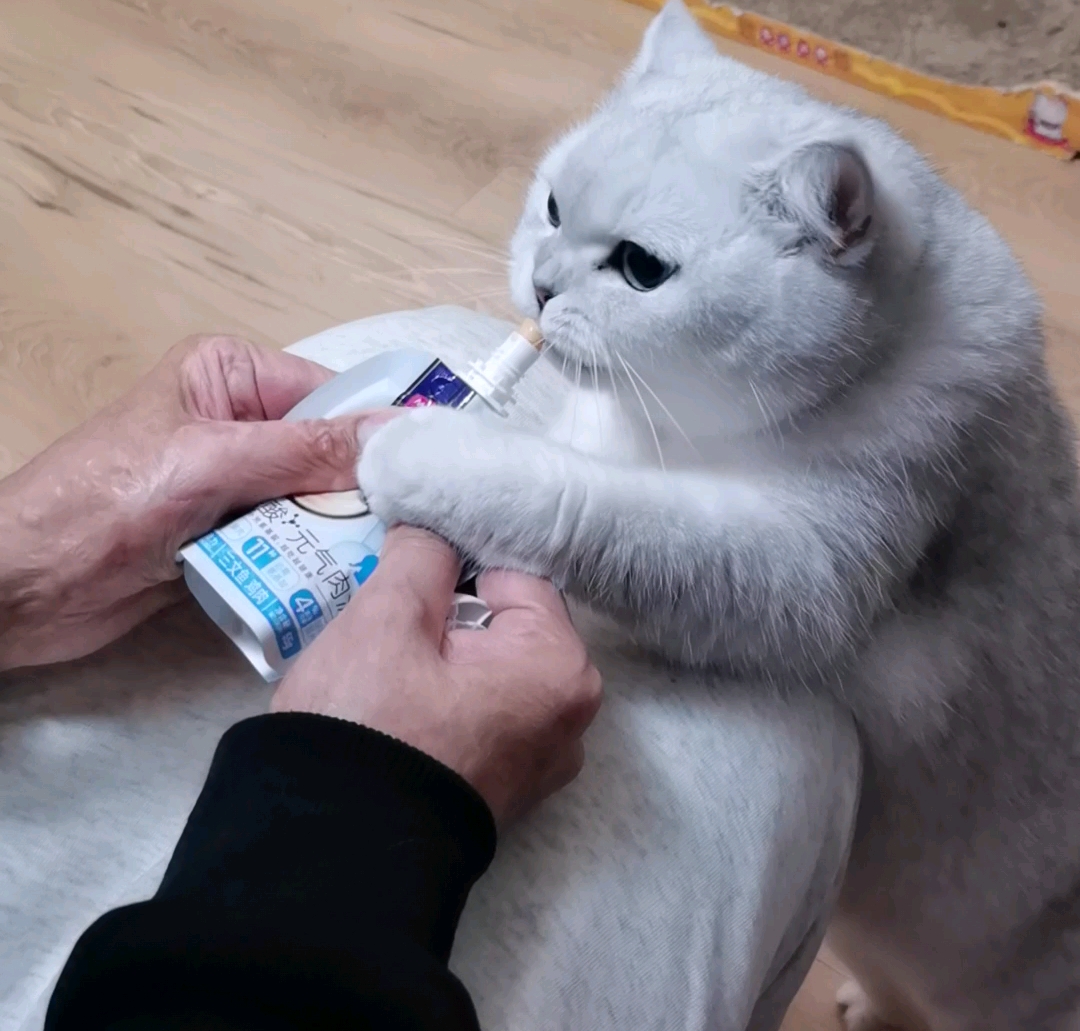 猫突然不吃东西没精神(猫突然不吃东西没精神拉稀怎么回事)