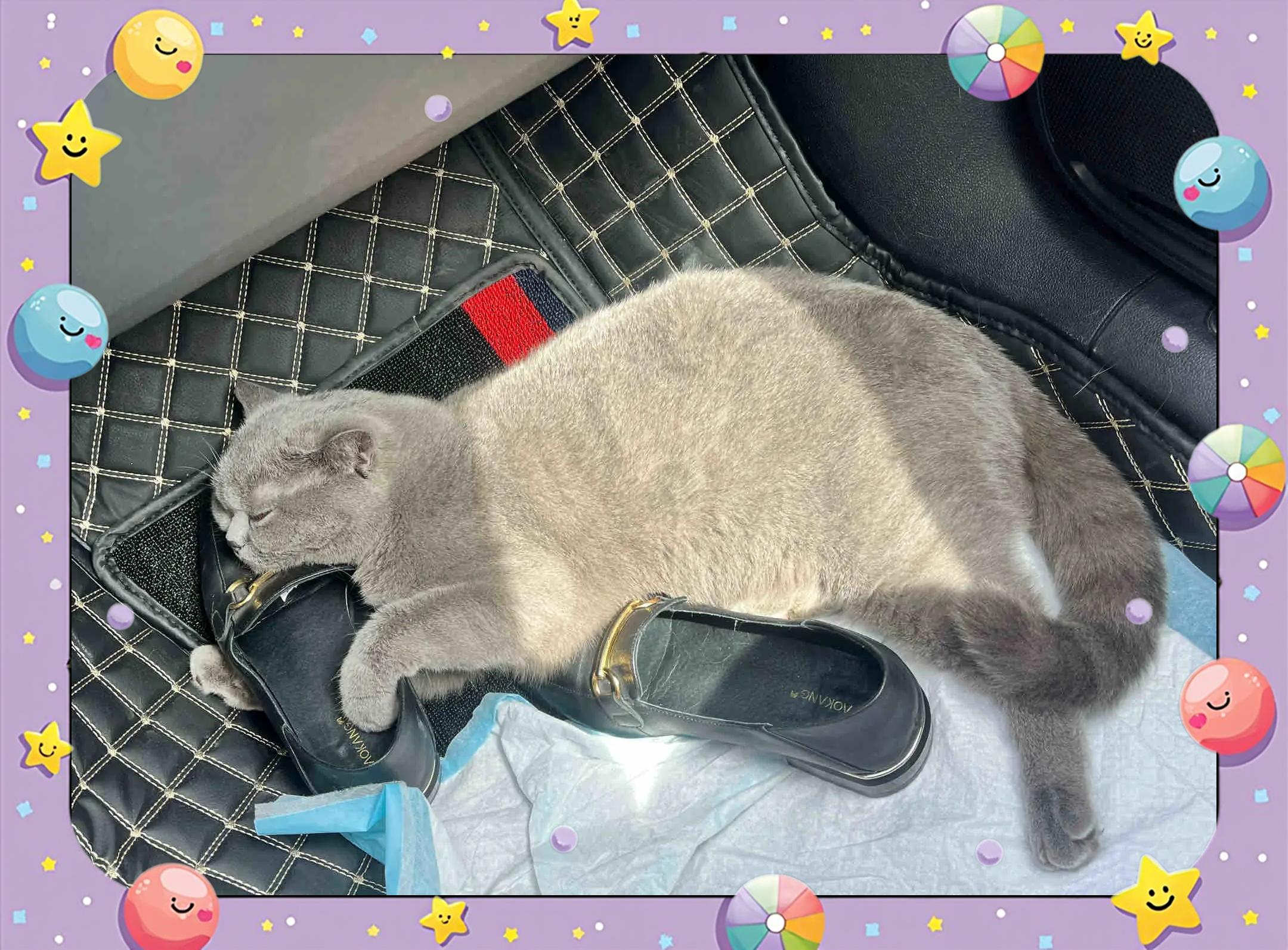 猫咪应激反应6天不吃饭了(猫咪应激反应几天不吃不喝怎么办) 猫咪应激反应6天不吃饭了(猫咪应激反应几天不吃不喝怎么办)