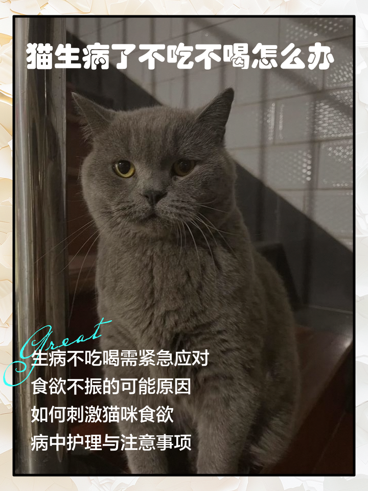 猫咪应激反应6天不吃饭了(猫咪应激反应几天不吃不喝怎么办) 猫咪应激反应6天不吃饭了(猫咪应激反应几天不吃不喝怎么办)