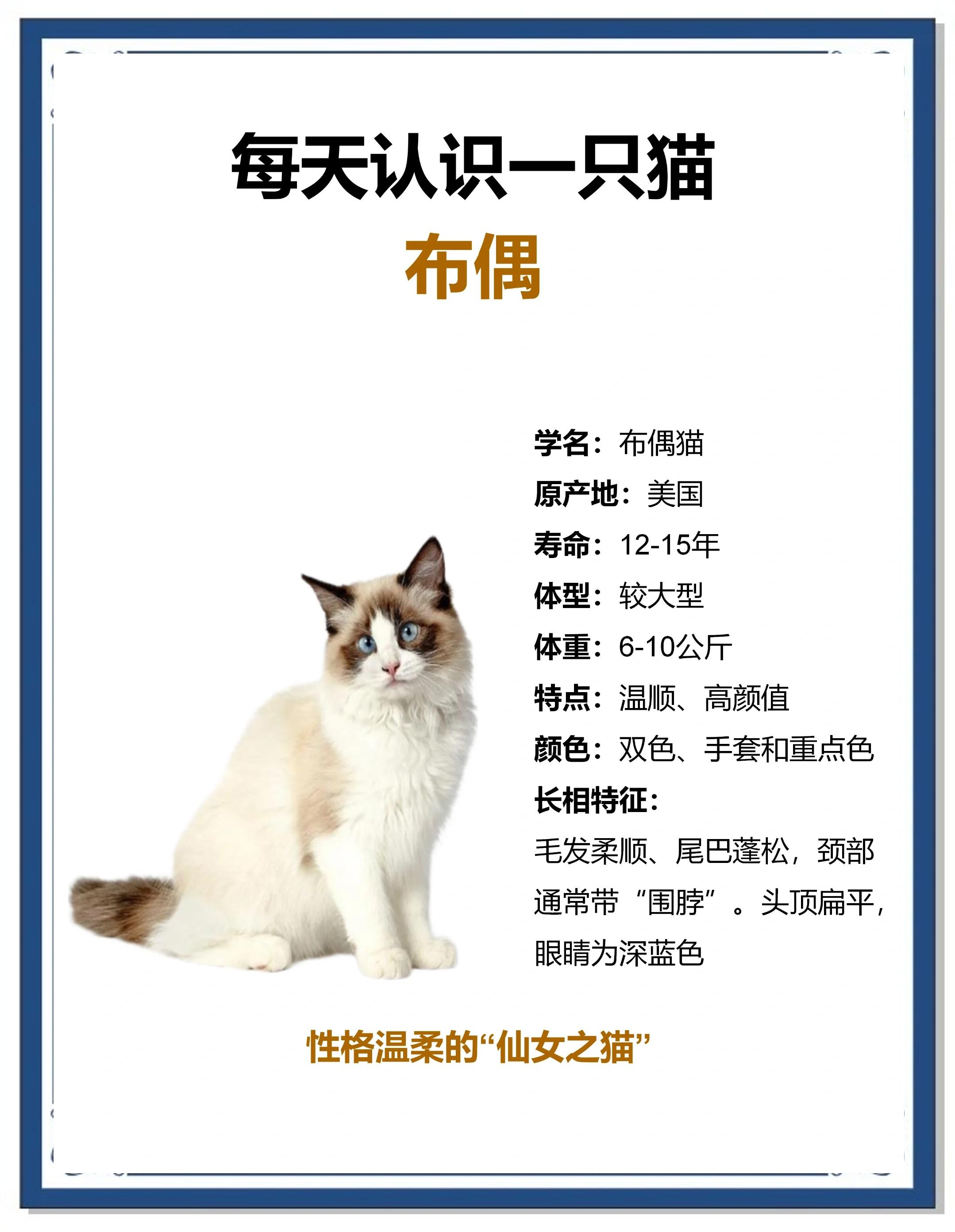 母猫名字(猫咪母猫名字)