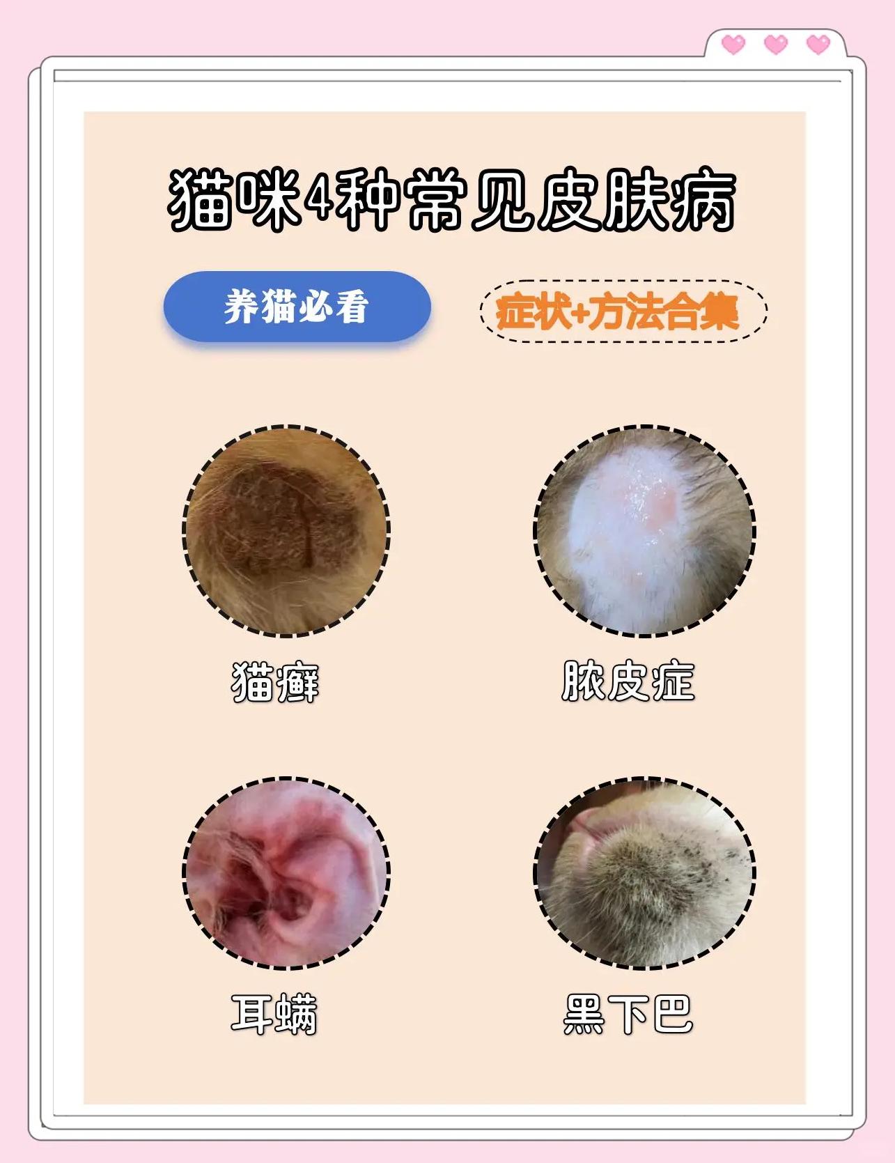 猫皮肤病鉴别图片(猫皮肤病鉴别图片高清) 猫皮肤病鉴别图片(猫皮肤病鉴别图片高清)