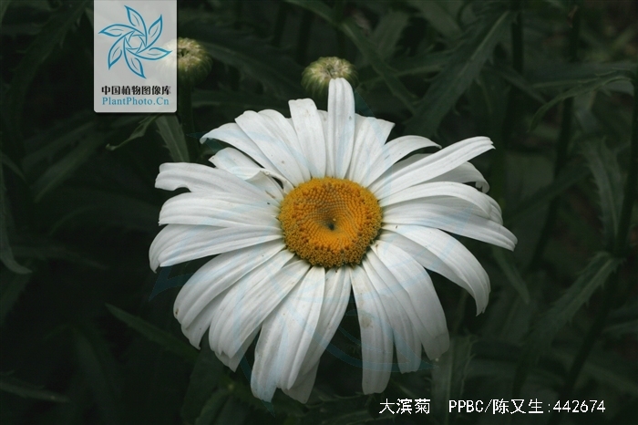 泰拉瑞亚幌菊(泰拉瑞亚幌菊在哪里生成) 泰拉瑞亚幌菊(泰拉瑞亚幌菊在哪里生成)