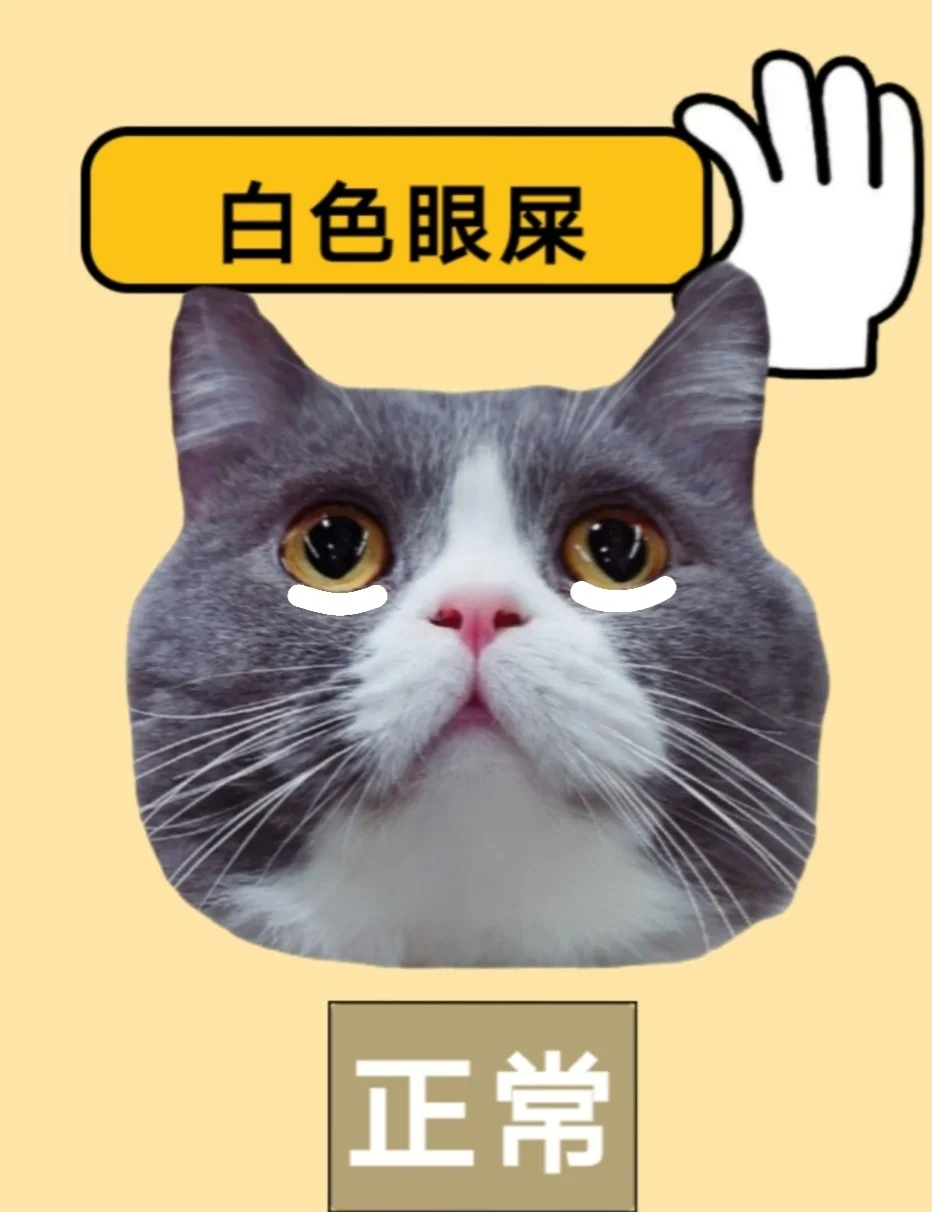 猫咪眼屎(猫咪眼屎多怎么办)