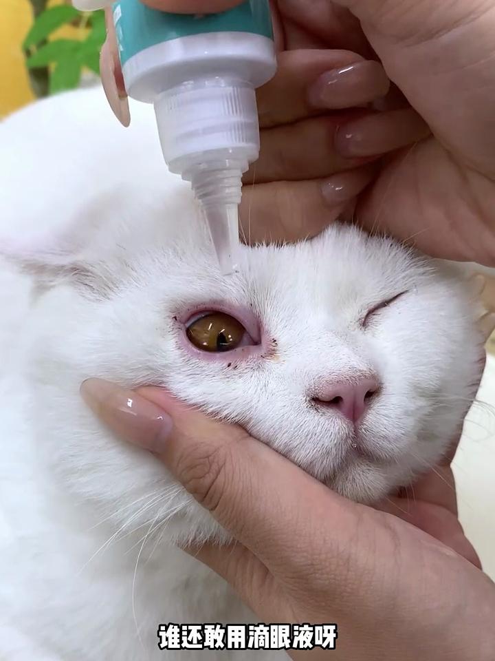 猫咪眼屎(猫咪眼屎多怎么办)
