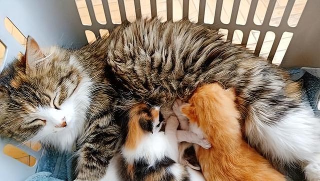 猫交配(猫交配一次能怀上的几率是多少)