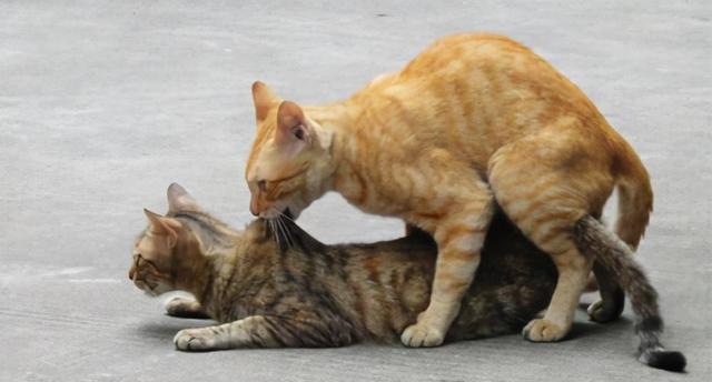 猫交配(猫交配一次能怀上的几率是多少)