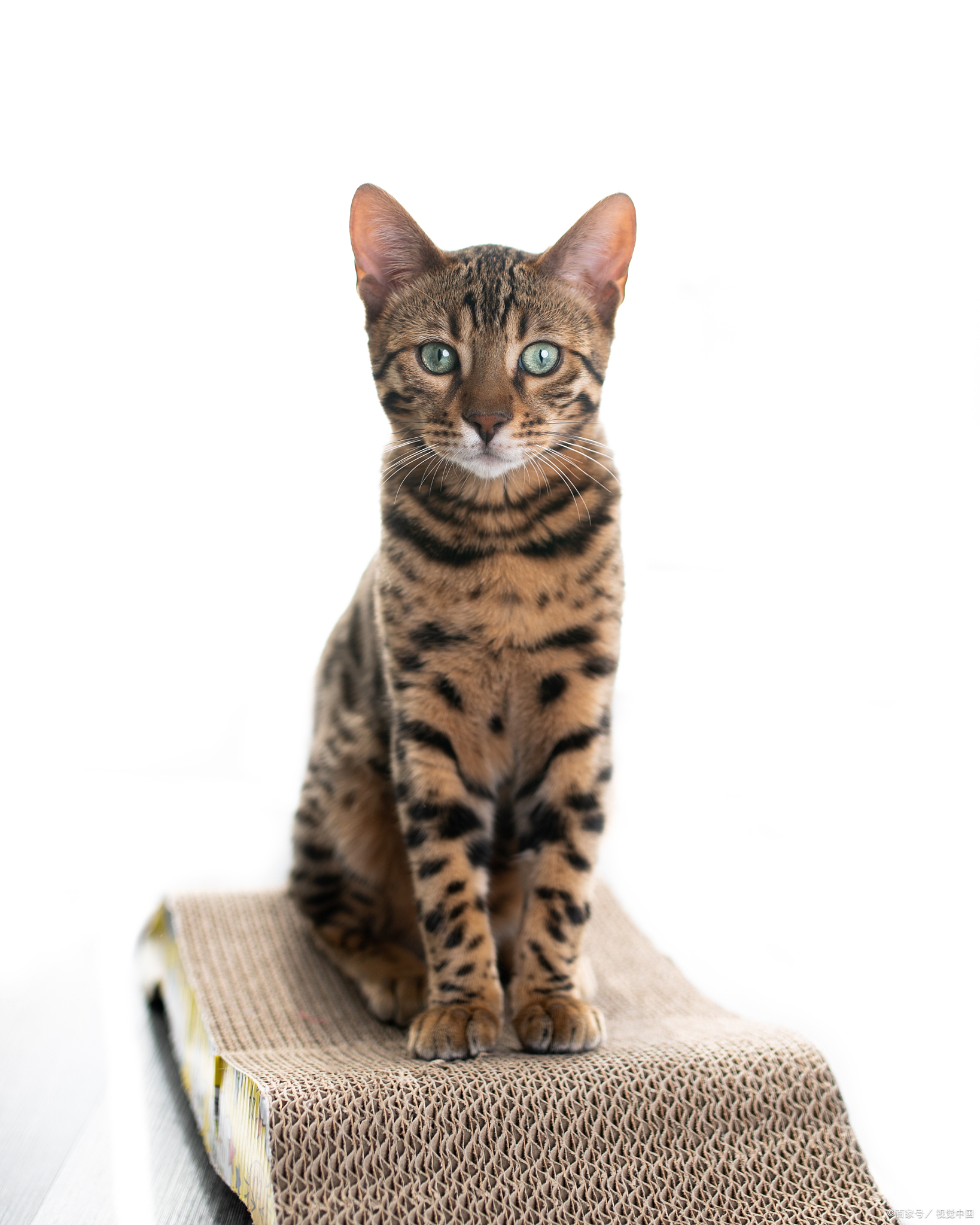 豹纹猫是什么品种(豹纹猫是什么品种图片) 豹纹猫是什么品种(豹纹猫是什么品种图片)