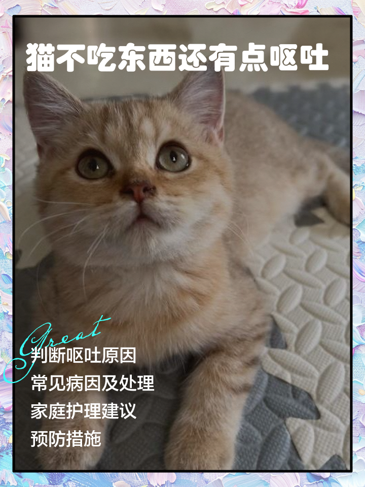 猫咪没精神不吃东西怎么办(猫咪没精神不吃饭是什么原因)