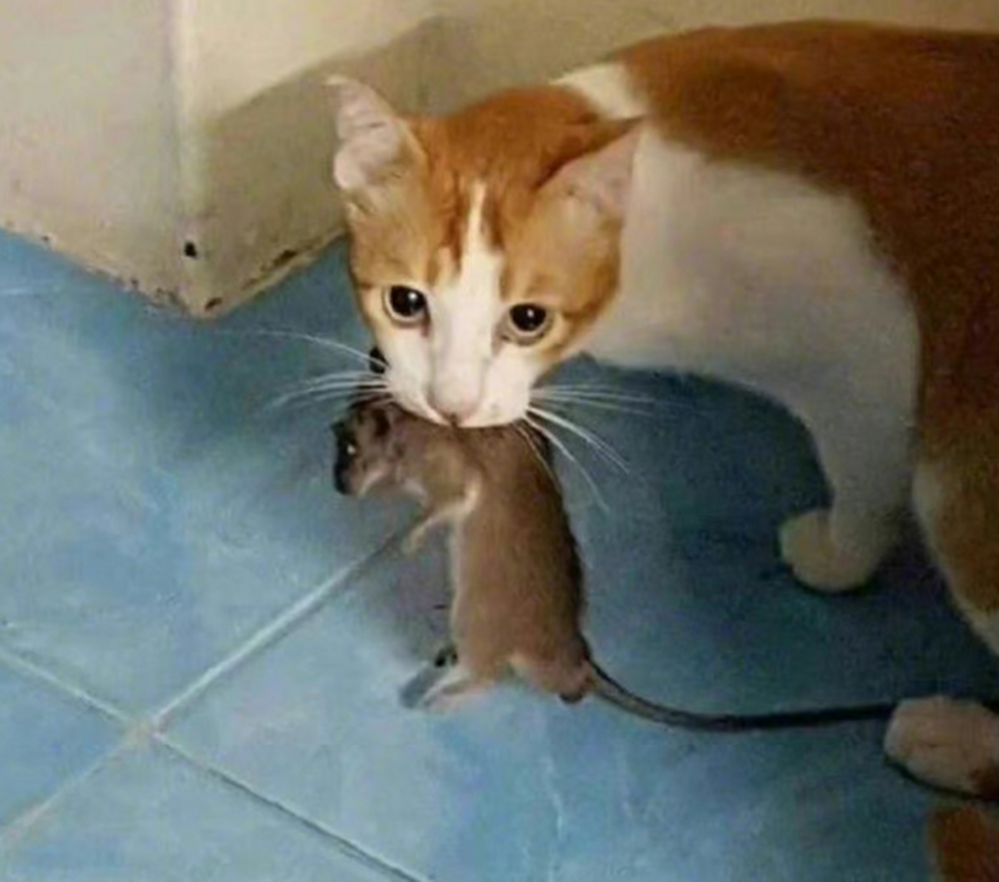 猫抓老鼠是天性吗(猫抓老鼠是天性吗?还是后天培养的)