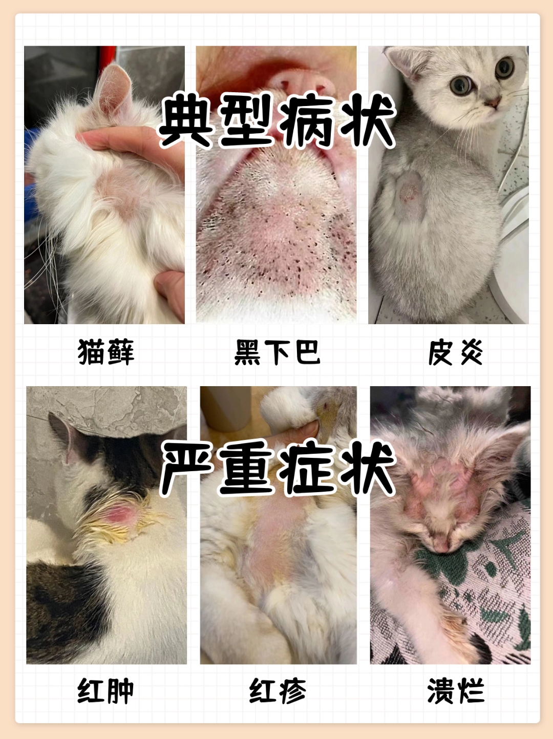 猫真菌皮肤病识别图(猫真菌皮肤病的症状图片) 猫真菌皮肤病识别图(猫真菌皮肤病的症状图片)