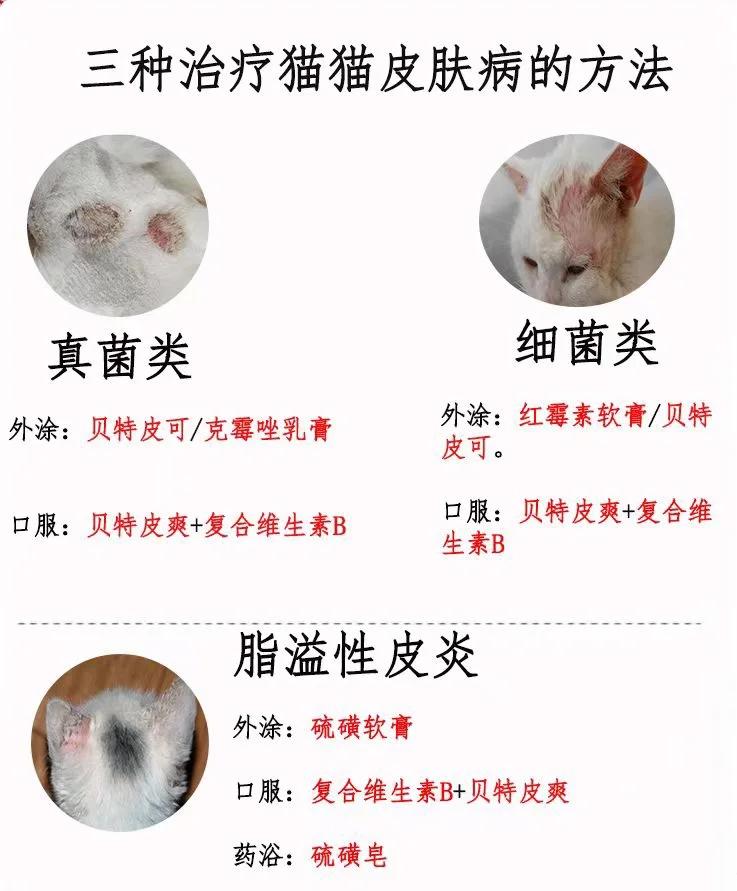 猫真菌皮肤病识别图(猫真菌皮肤病的症状图片) 猫真菌皮肤病识别图(猫真菌皮肤病的症状图片)