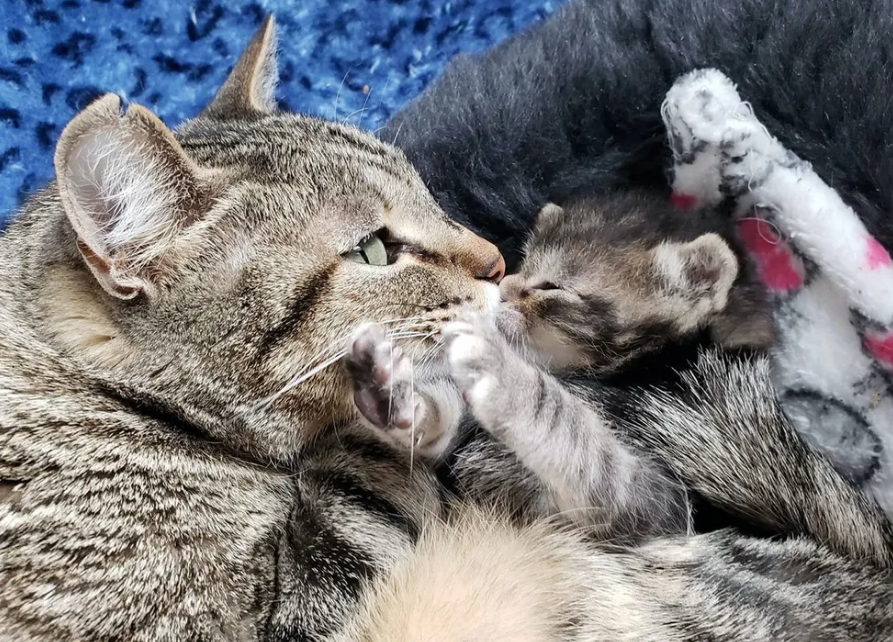 人摸过小猫猫妈妈就不要了吗(摸过小猫以后她妈妈还会认他吗)