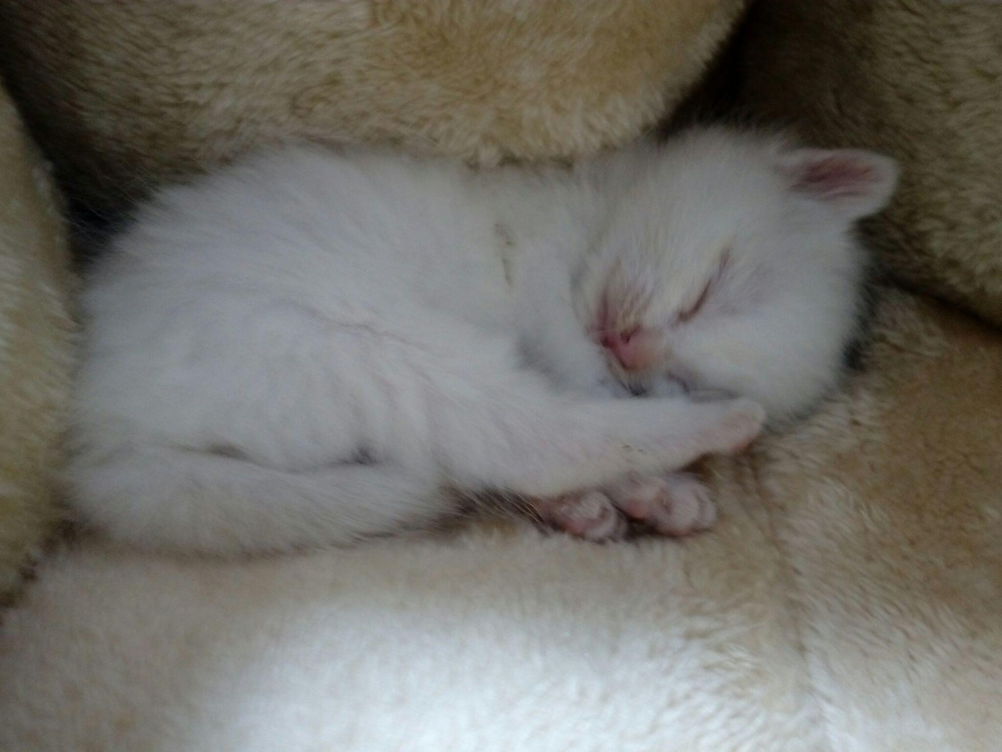 人摸过小猫猫妈妈就不要了吗(摸过小猫以后她妈妈还会认他吗)