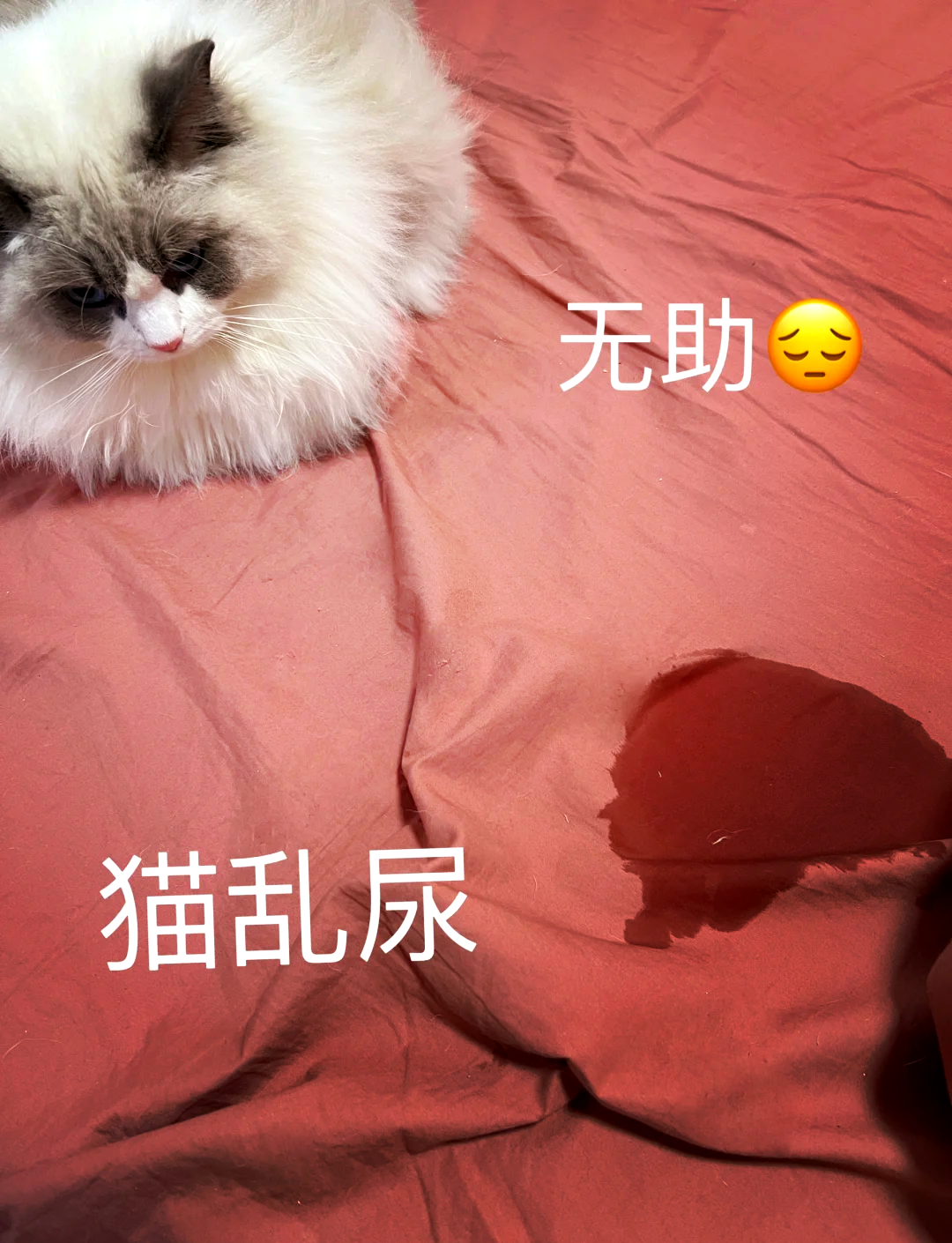 猫咪尿频(猫咪尿频尿急尿不尽用什么药)
