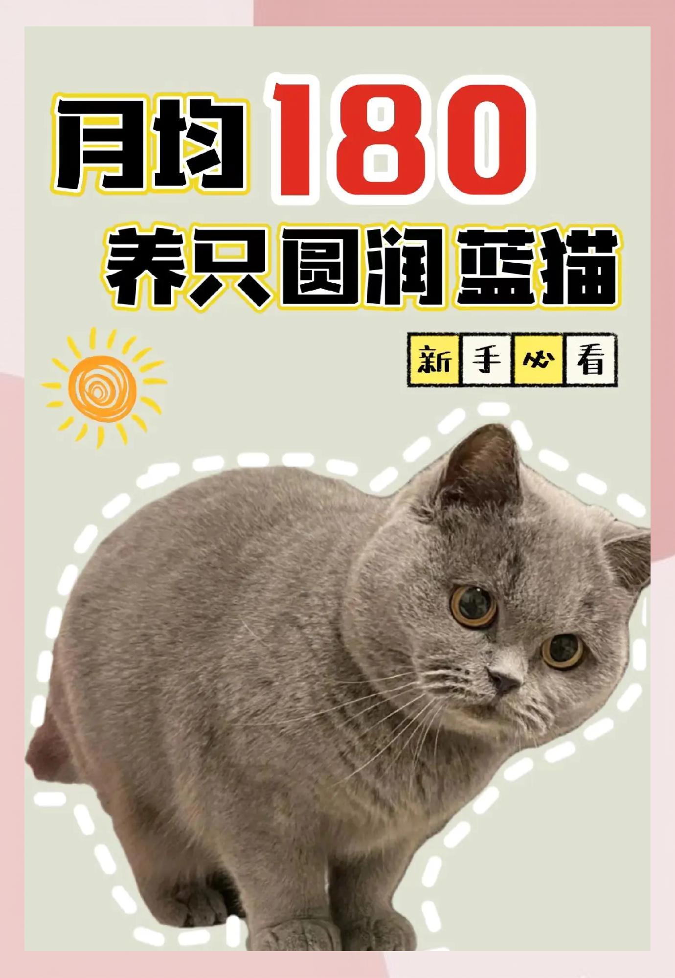 蓝猫的寿命(蓝猫寿命一般活几年)