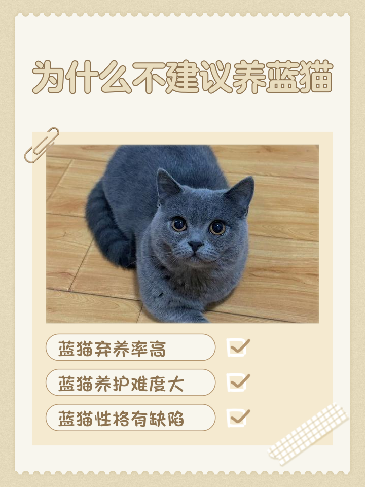 蓝猫的寿命(蓝猫寿命一般活几年)