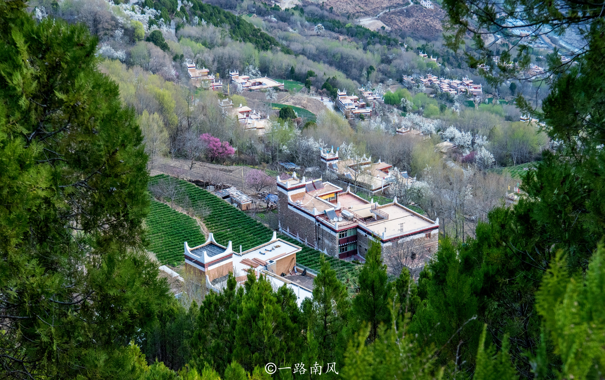 中国藏红花之乡(中国最好的藏红花产地) 中国藏红花之乡(中国最好的藏红花产地)