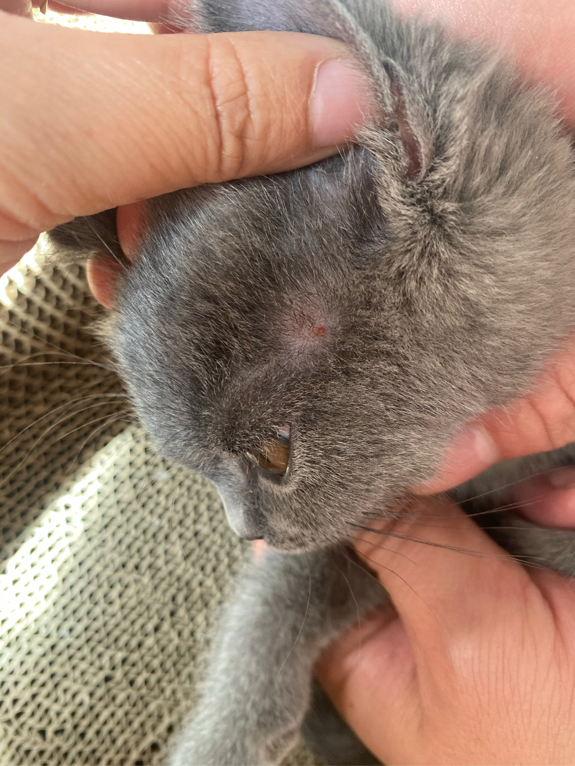猫藓图片(猫藓图片早期症状)