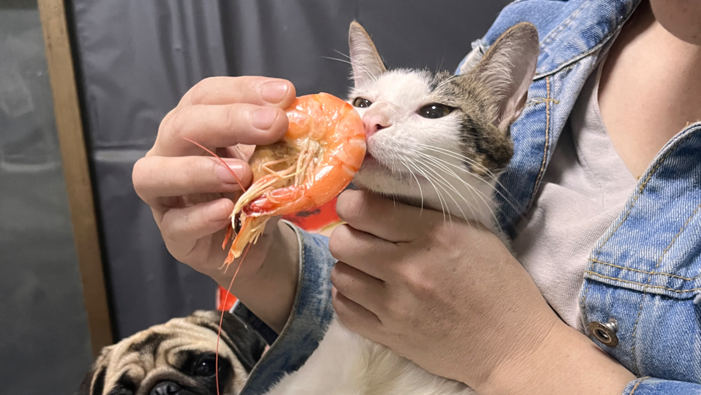 猫可以吃虾壳吗(猫咪可以吃虾壳嘛)