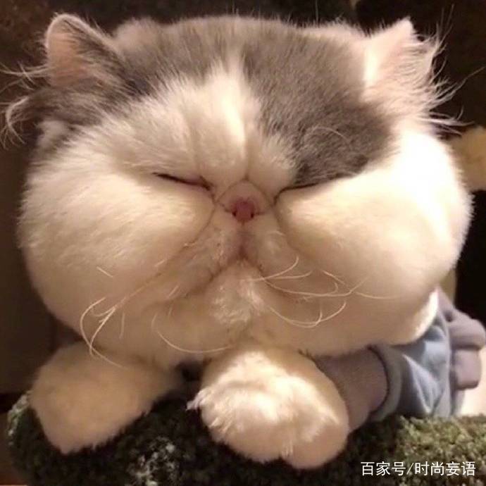 大脸猫图片(大脸猫图片卡通头像)