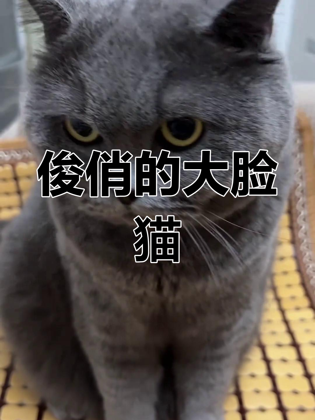大脸猫图片(大脸猫图片卡通头像)