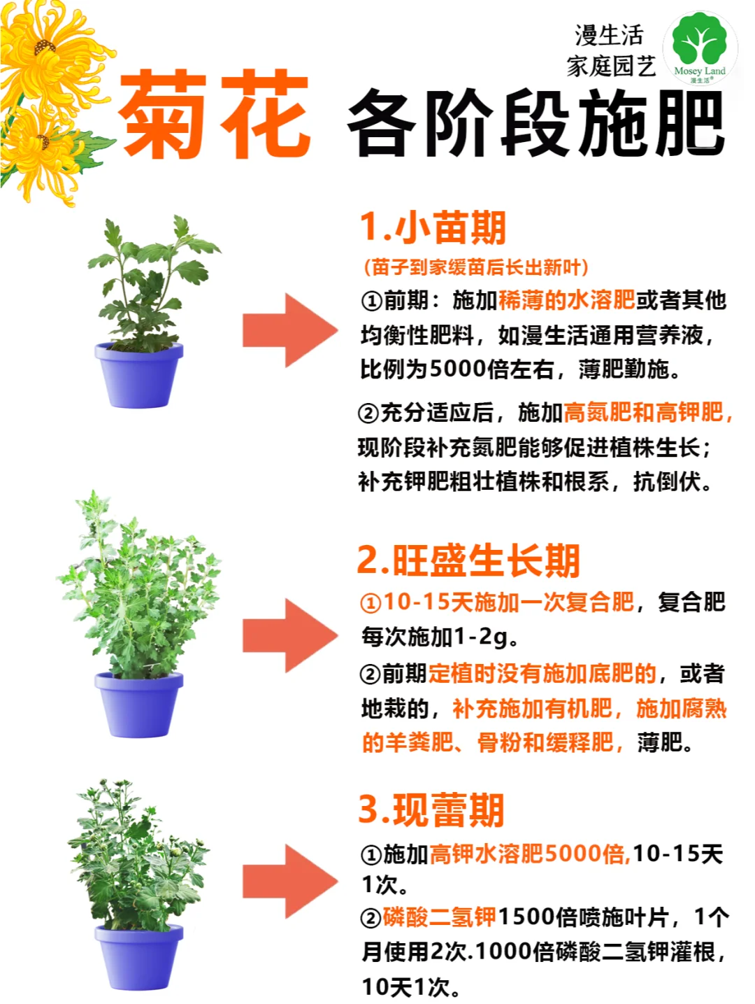 菊花开花时间(菊花开花时间和花期)