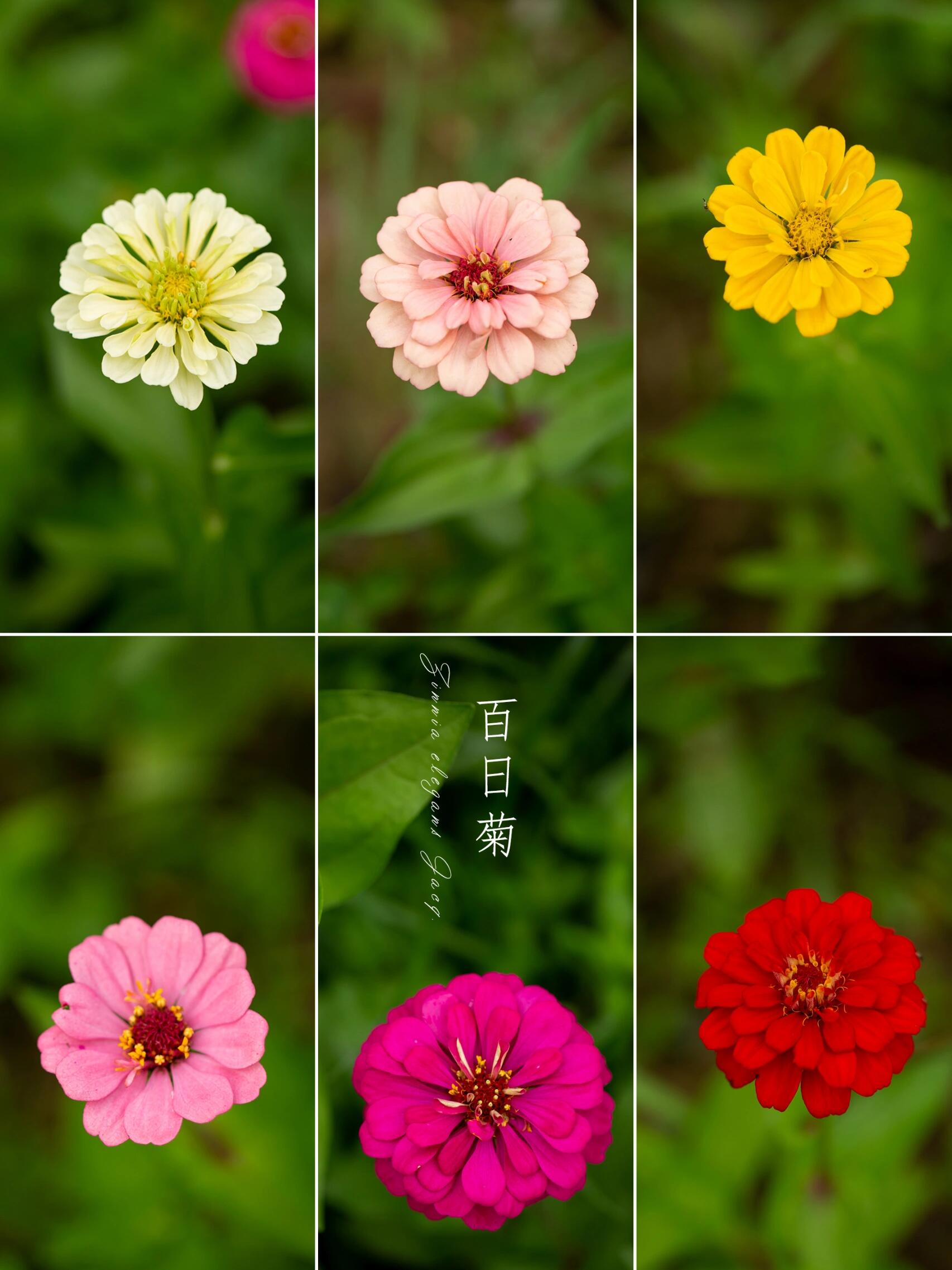 菊花开花时间(菊花开花时间和花期)
