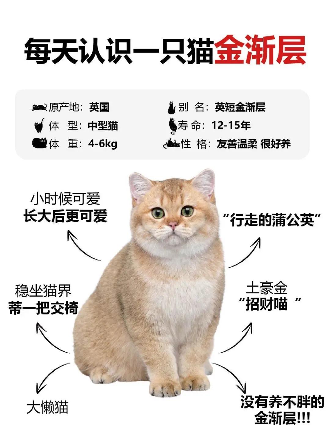 宠物店的猫一般多少钱(宠物店的猫一般最便宜多少钱) 宠物店的猫一般多少钱(宠物店的猫一般最便宜多少钱)