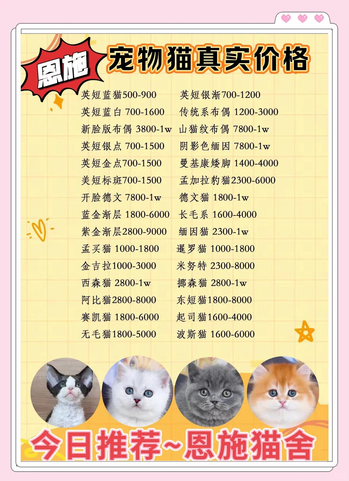 宠物店的猫一般多少钱(宠物店的猫一般最便宜多少钱) 宠物店的猫一般多少钱(宠物店的猫一般最便宜多少钱)