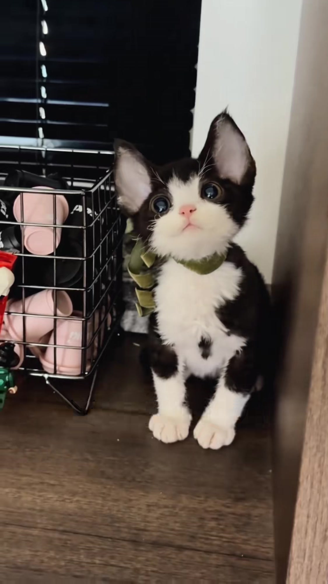 不长毛的猫叫什么名字(不长毛的猫叫什么名字多少钱)