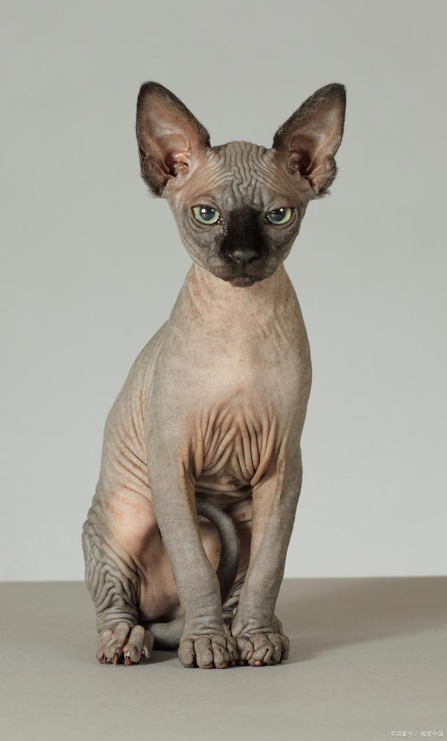 不长毛的猫叫什么名字(不长毛的猫叫什么名字多少钱)
