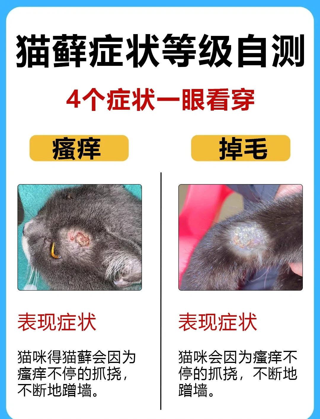 三种常见的猫咪皮肤病图(猫咪常见皮肤病大全及治疗方法)