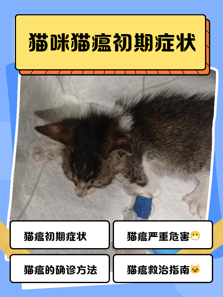 猫瘟潜伏期能测出来吗(猫瘟在潜伏期的时候可以检查出来吗)