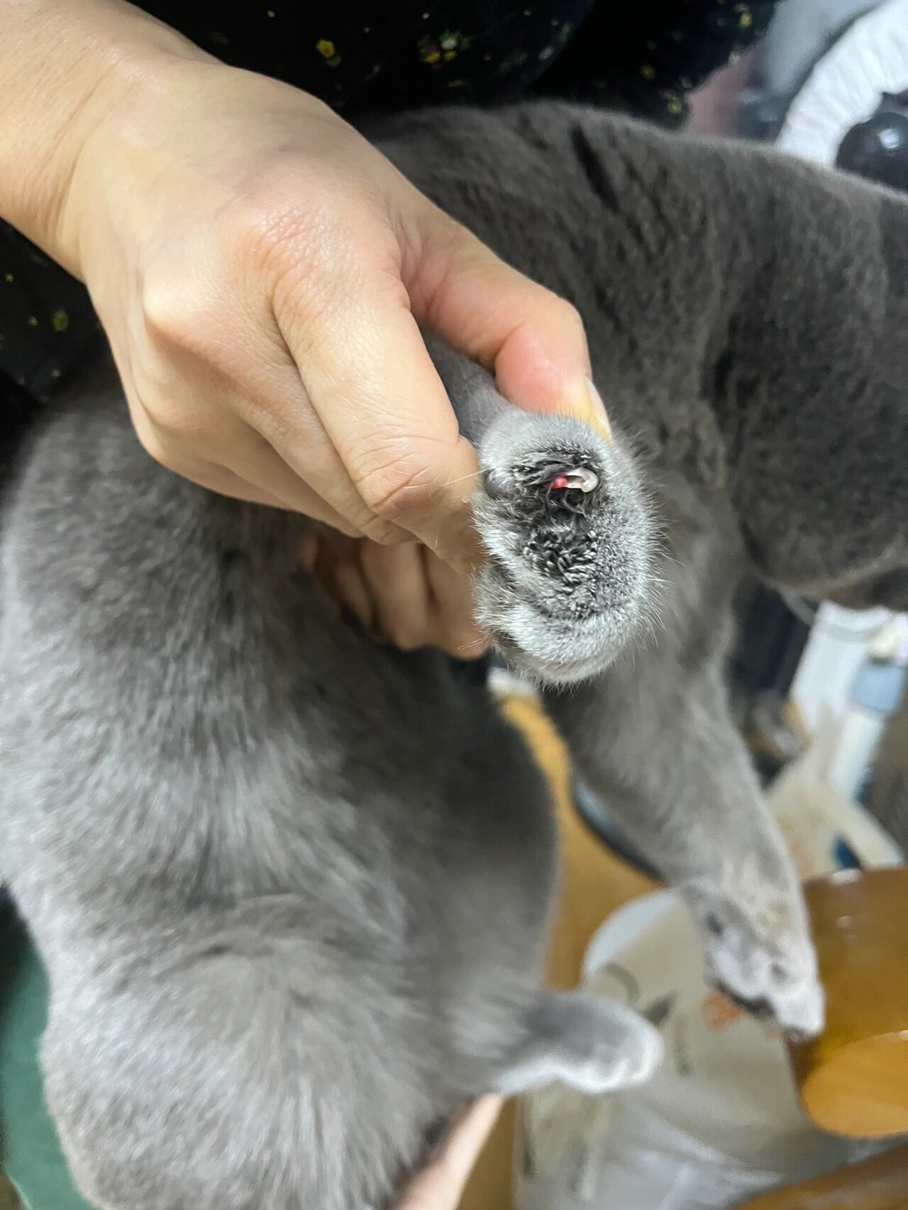 猫咪指甲裂开很薄的一层(猫咪指甲裂开很薄的一层要把它剪掉吗)