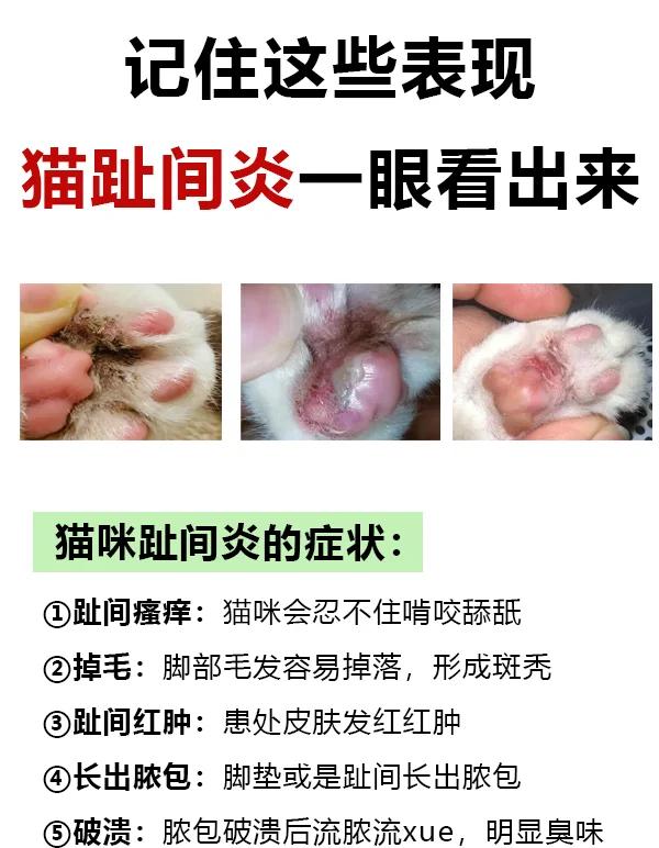 猫咪指甲裂开很薄的一层(猫咪指甲裂开很薄的一层要把它剪掉吗)