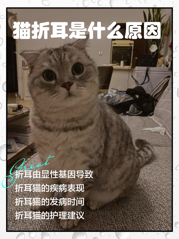 折耳猫发病(折耳猫发病了还能活吗)