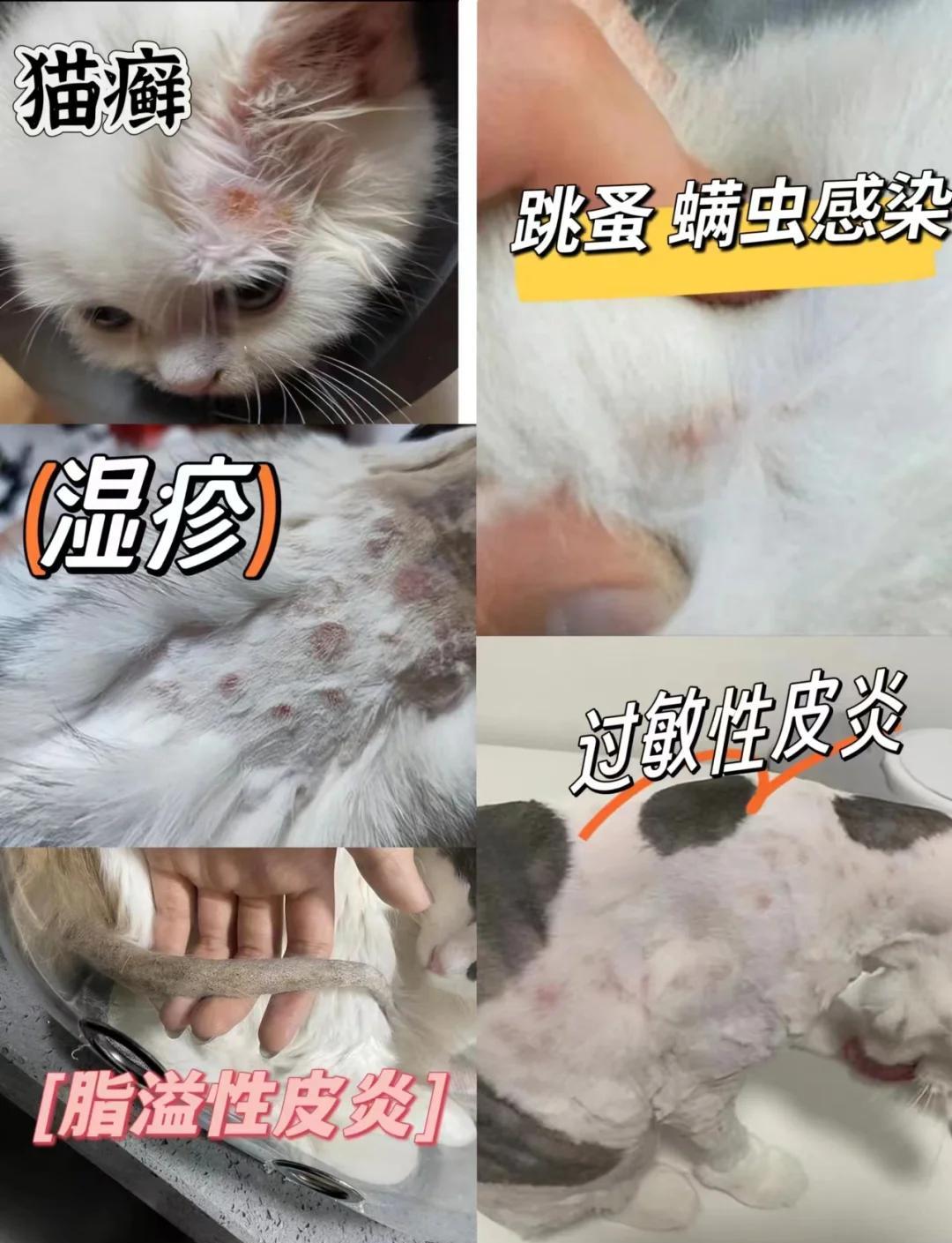 猫咪发烧的症状(狗狗发烧的症状和表现)